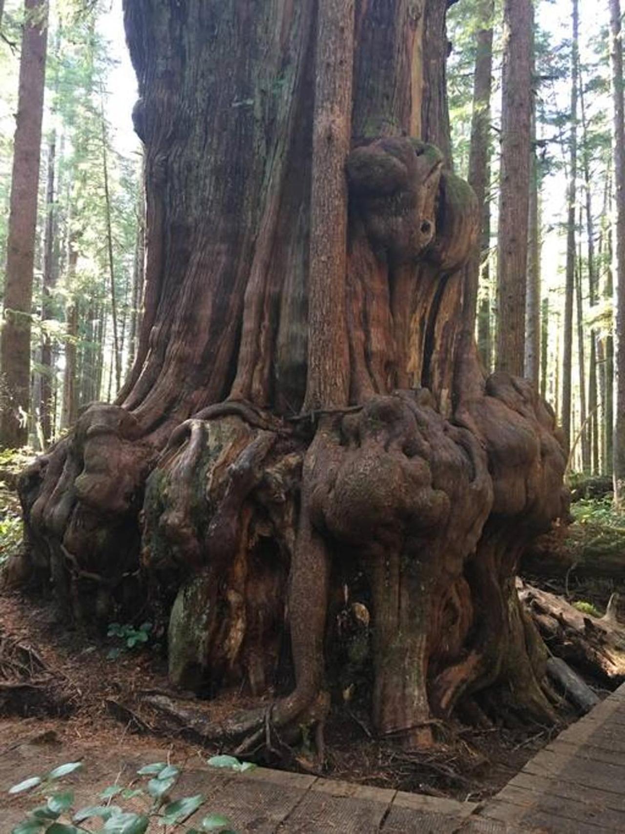 The Great Escape - Port Renfrew Villa Dış mekan fotoğraf