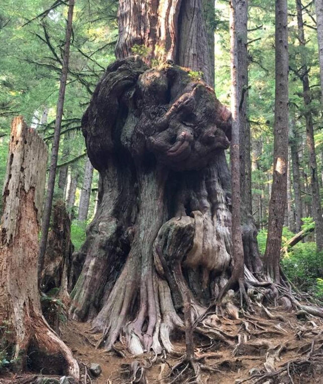 The Great Escape - Port Renfrew Villa Dış mekan fotoğraf
